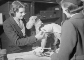 A sales assistant demonstrates a blackout coat for dogs at Selfridge's in London, circa 1940. The coat would ensure the dog was visible during the dark nights of the blackout (Source: Wikimedia Commons) A sales assistant demonstrates a blackout coat for dogs at Selfridge's in London, circa 1940. The coat would ensure the dog was visible during the dark nights of the blackout (Source: Wikimedia Commons)