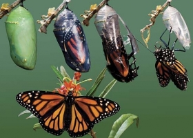 Chrysalis to butterfly Chrysalis to butterfly