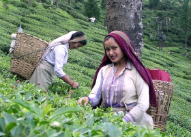 Tea pluckers in Darjeeling, 2004 (Source: Wikimedia Commons) Tea pluckers in Darjeeling, 2004 (Source: Wikimedia Commons)