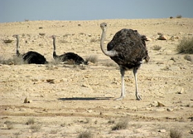 Ostriches in Qatar (Source: Wikimedia Commons) Ostriches in Qatar (Source: Wikimedia Commons)